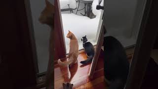 funny funnypetschannel funnycats cat fuunypets funnypets funnytiktok funnypetslife pets [upl. by Meador184]