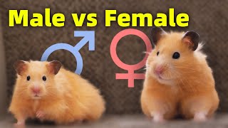 Male vs Female How Different is my New Hamster [upl. by Derian]