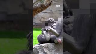 Natalia la chimpancé que supera el luto de su bebé siete meses después [upl. by Lainey]