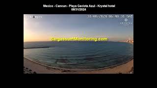 2024 Sargassum Monitoring® Official  Mexico  Cancun [upl. by Yvon]