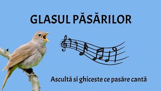 Glasul păsărilor  Ascultă și ghicește glasul păsărilor [upl. by Nordna379]