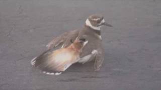 Killdeer  BrokenWing Display Boise Idaho [upl. by Yud921]