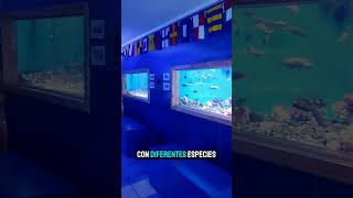 Acuario gratis en Coquimbo [upl. by Haek]