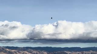 Vultures soaring at Pinnacles National Park [upl. by Ozneral]