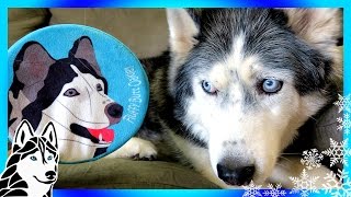 HUSKY ON A DOG TOY  Day 3 of 12 Days of Giveaways 2016 🎄 with the Huskies [upl. by Sherris]