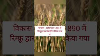 जाने Triticale के बारे में 👍 [upl. by Schlicher]