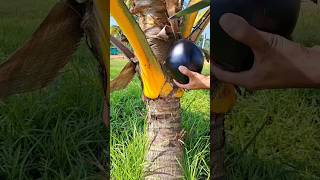 Karan Arjun  Black Coconut 🥥 fruit shorts nature [upl. by Ardried]