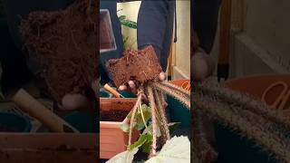 How to Grow a Begonia from Cuttings [upl. by Yedrahs773]