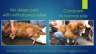 Differences between nociception and withdrawal reflex in animals [upl. by Nylcoj919]