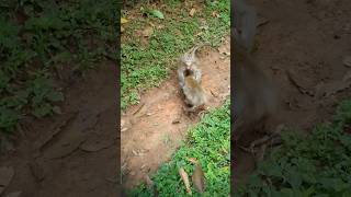 Wildlife monkey in Mohanokor troop monkeyaction monkeybehavior shortsvideo [upl. by Adnahc]