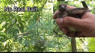 Philippine Bulbul Bird Hunting Using Cagetrap And Bluetooth Speaker  No Bait  Catch And Release [upl. by Crescin]