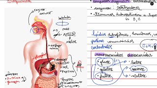 BIOLOGIA para ETEC Sistema Digestório Diabetes Compostos orgânicos e Hormônios [upl. by Truc224]