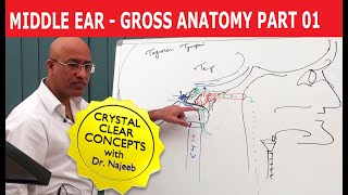 Middle Ear  Gross Anatomy  Part 19 [upl. by Justinn754]