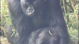 Mountain Gorillas mating Rwanda [upl. by Tahp]