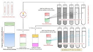 Microbial Assay of Antibiotics  Turbidity Method for Assay of Antibiotics  Microbial Assay Methods [upl. by Bergstrom]