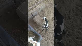 Teddy Goat FarminG Gulabi Goat FarminG Goat FarminG Business Tapri Goats [upl. by Nalod]