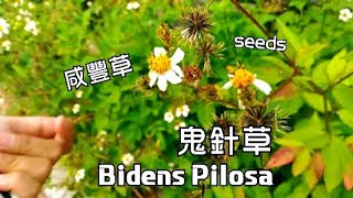 EDIBLE WEEDS  Bidens Pilosa 鬼針草咸豐草  中文發音  TinVlogs [upl. by Aneele]