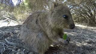 Cute quokka eating a leaf [upl. by Dodds929]