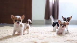 Chihuahua Puppies [upl. by Jehanna]