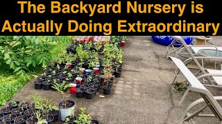 The Backyard Nursery is Actually Doing Extraordinary [upl. by Aisatal]