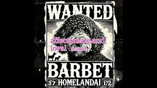 Barbet The Most Interesting Dog dogbreed filmorago barbet dogs shortsvideo shorts ai [upl. by Adnael]