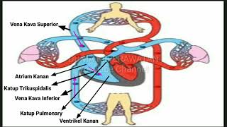 SISTEM PEREDARAN DARAH MANUSIA  DUNIA KEPERAWATAN [upl. by Penhall124]