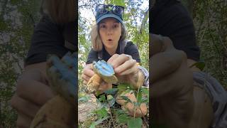 Gyroporus cyanescens  a blue staining bolete 💙🥰💙 mushrooms mushroomhunting mycology nature [upl. by Odnalor]