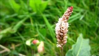 Pale Persicaria Persicaria Lapathifolia L  20120902 [upl. by Alliber]