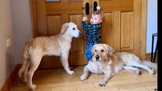 Adorable Baby Boy Reacts To Golden Retriever Puppy Cutest Ever [upl. by Assira]