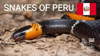 Snakes of Peru 5 species from the Amazon rainforest bushmaster tree boa coral snake and more [upl. by Cordalia]