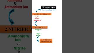 Nitrogen cycle within 60 seconds [upl. by Oswald]