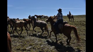 Bringing in the herd  on the Sprucedale Horse Drive [upl. by Ateval]