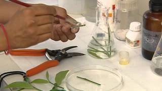 PLANT TISSUE CULTURE CSIR [upl. by Sluiter]