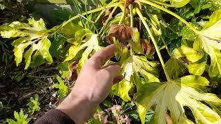 7 types of fatsia how did they do thru winter [upl. by Brogle]