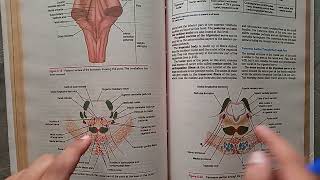 Guidelines BraintstemNeuroanatomy midbrainponsmedulla oblongata proff preparation neuroanatomy [upl. by Nadaha241]