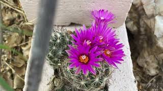 Pincushion Cactus Growth Update [upl. by Gies]