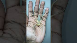 GIANT CAMEL SPIDER Handling arachnidinsectsbugspidertarantulacamelspiderinvertebratesfyp [upl. by Lleruj]