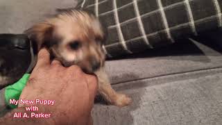 Morkie quotYorkie amp Maltese Mixedquot 6 week old puppy [upl. by Koa32]