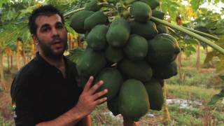 Papaya  Tropical Fruit Growers of South Florida [upl. by Astred]