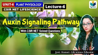 AUXIN SIGNALING PATHWAY  PHYTOHORMONEPART6 CSIR NETPLANT BIOLOGY [upl. by Bitthia]