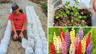 Winter Sowing Reveal Tour  April  Perennial Flowers [upl. by Osgood465]