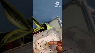 Onion seed germination  Easiest way to germinate seeds [upl. by Dixie]