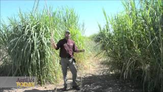 Dualpurpose bioenergy forage crop set for release [upl. by Nhguavaj]