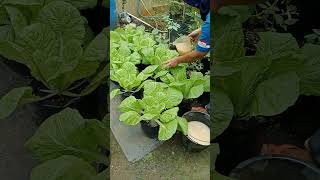 caring for chicory vegetable gardening at home [upl. by Oirelav]