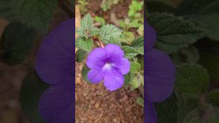 Achimenes plant kerala garden ideas trendingshorts youtubeshorts  shorts feed  shorts viral [upl. by Sivek]