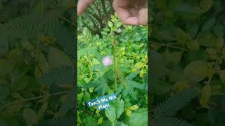 Touch Me Not Plant ☘️  Chumui Plant Reaction  Mimosa Pudica [upl. by Adniral]