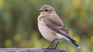 Northern Wheatear on Migration  British Birds [upl. by Balbinder875]