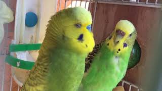 Male BudgieParakeet Courting FemaleOliver And KaleВолнистых попугаев [upl. by Aihseya2]