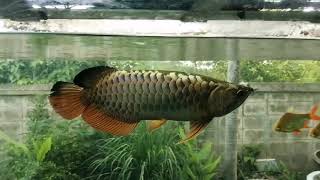 Asian Arowana Scleropages Formosus [upl. by Oirom291]