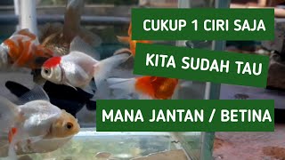 Cara mudah membedakan jantan atau betina pada ikan mas koki atau goldfish [upl. by Rodnas]